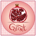 Garnet pomegranate vector fruit decoration