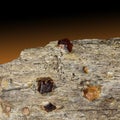 Garnet Schist Royalty Free Stock Photo