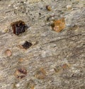 Garnet Schist Royalty Free Stock Photo