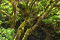 The Garoe tree, El Hierro, Canary Islands, Spain Royalty Free Stock Photo