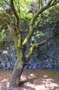 The Garoe tree, El Hierro, Canary Islands, Spain Royalty Free Stock Photo