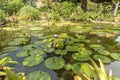 Water lily in bloom on the val rahmeh garden Menton