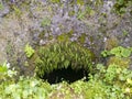 GaroÃÂ© Tree sacred place with holes, El Hierro, Canary Islands, Spain Royalty Free Stock Photo