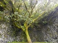 GaroÃÂ© Tree sacred place with holes, El Hierro, Canary Islands, Spain Royalty Free Stock Photo