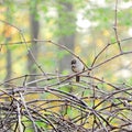 Grapevine with Carolina Wren guarding nest