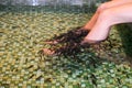 Garra rufa, also called doctor fish eating skin on legs