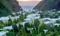 Calla Lily Valley in bloom. Royalty Free Stock Photo