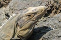 Garrobo head, is like a iguana Royalty Free Stock Photo