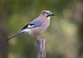 Garrulus glandarius