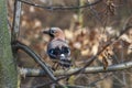 Garrulus glandarius - Eurasian Jay perched on a tree branch Royalty Free Stock Photo