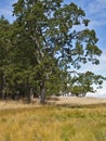 Garry Oak Tree Royalty Free Stock Photo