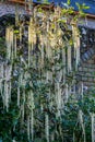 A Garrya Elliptica Bush, also known as a Silk Tassel Bush
