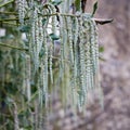 Garrya elliptica long silky catkins shrub