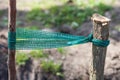 Garter fruit tree seedlings to support