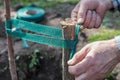 Garter fruit tree seedlings to support