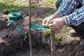 Garter fruit tree seedlings to support