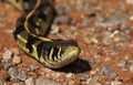 Garter snake Royalty Free Stock Photo