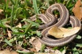 Garter Snake Royalty Free Stock Photo
