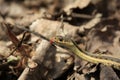 Garter Snake Royalty Free Stock Photo