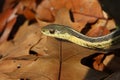 Garter Snake Royalty Free Stock Photo