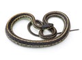Garter Snake Royalty Free Stock Photo