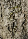 Garter Snake Royalty Free Stock Photo