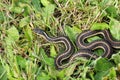 Garter Snake Royalty Free Stock Photo