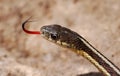 Garter Snake Royalty Free Stock Photo