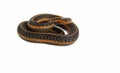 Garter snake Royalty Free Stock Photo