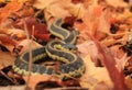 Garter Snake on Bed of Fall Leaves Flicking Tongue Royalty Free Stock Photo