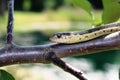 Garter Snake