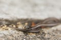 Garter Snake Close Up on Leaf