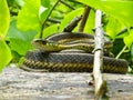 Garter Snake Coiled Up On Log