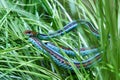 Garter snake Royalty Free Stock Photo