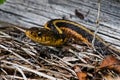 Garter snake in the dry leaves