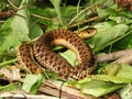 Sunning Garter snake in natural environment habitat Royalty Free Stock Photo