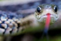 Garter snake eyes Royalty Free Stock Photo
