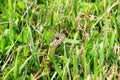 Garter Snake in the grass Royalty Free Stock Photo