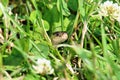 Garter Snake in the grass Royalty Free Stock Photo