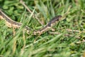 Garter Snake in Green Grass Royalty Free Stock Photo