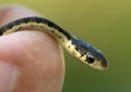Garter Snake in Hand Royalty Free Stock Photo