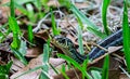Garter Snake Looking Royalty Free Stock Photo