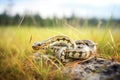 garter snake with peeling skin in meadow