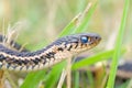 Garter Snake Portrait Royalty Free Stock Photo