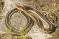 Garter Snake on Rock