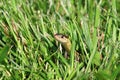 Garter Snake Royalty Free Stock Photo