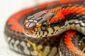 Garter Snake with striking stripes is shown in motion elegantly slithering forward on a pristine white surface Royalty Free Stock Photo