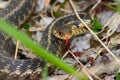 Garter Snake (Thamnophis sirtalis) Royalty Free Stock Photo