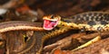 Garter Snake (Thamnophis sirtalis)