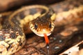 Garter Snake (Thamnophis sirtalis)